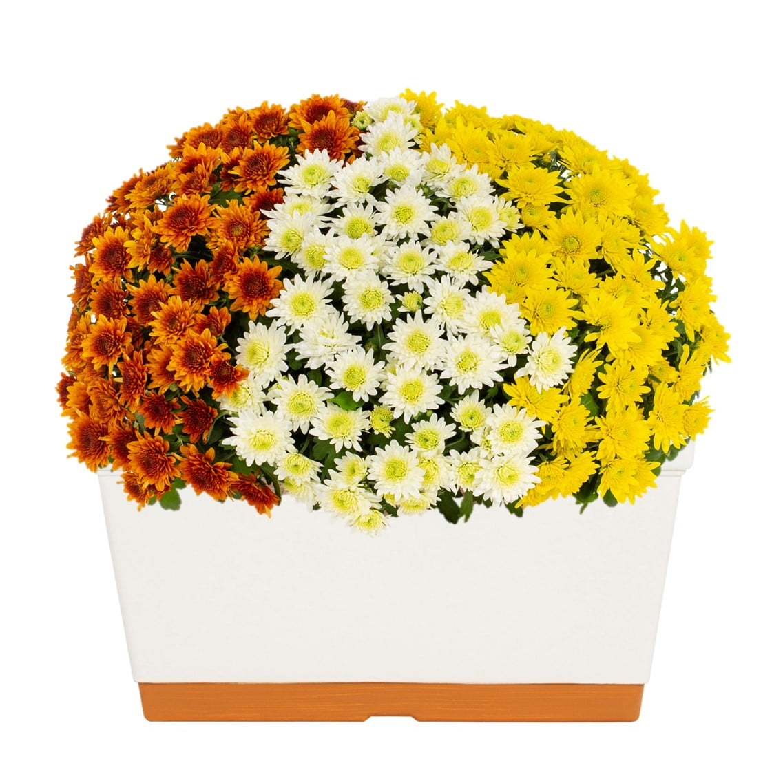 Better Homes & Gardens 1.5G Orange White Yellow Window Box