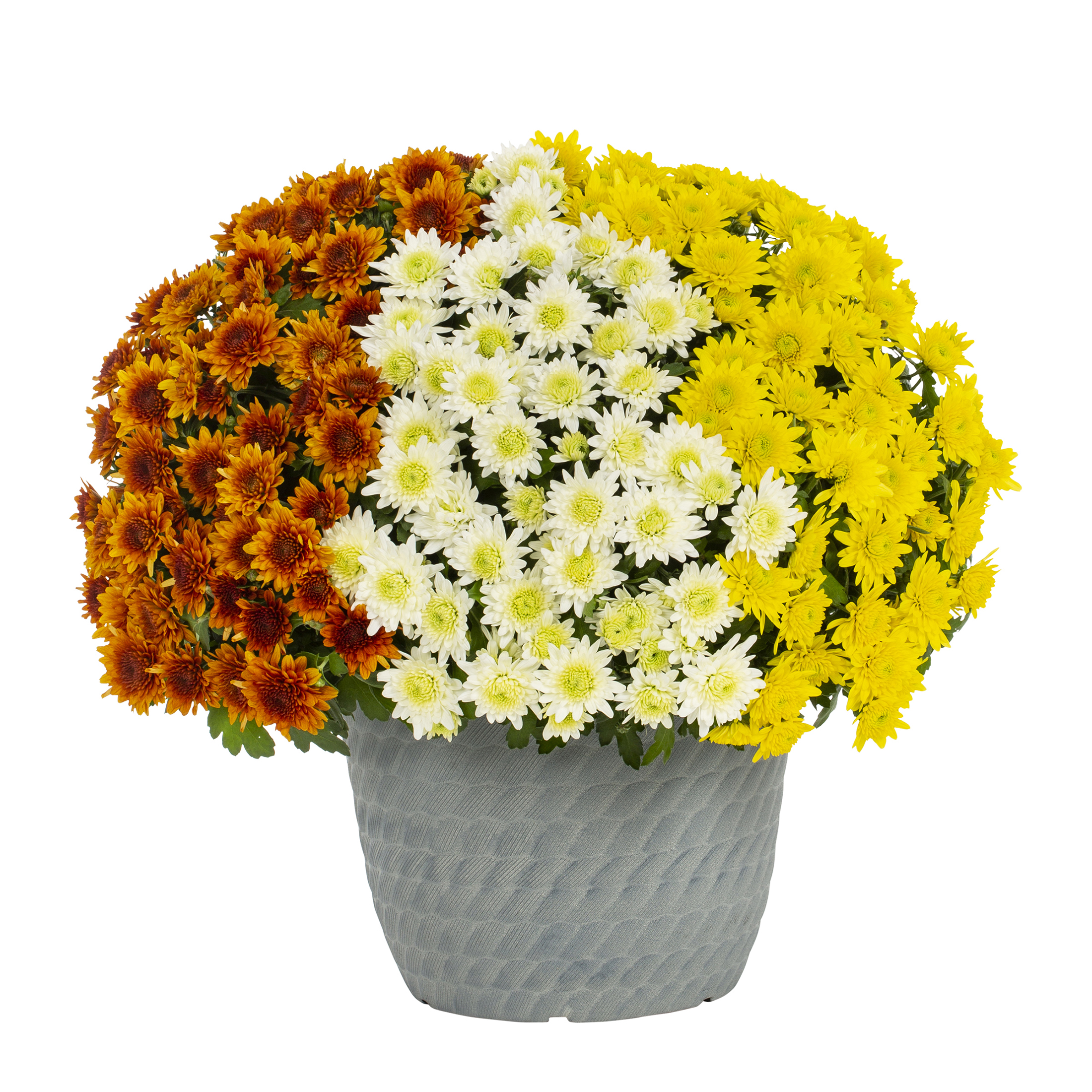 Better Homes & Gardens 1.5G Orange White and Yellow Candy Corn Mum Full