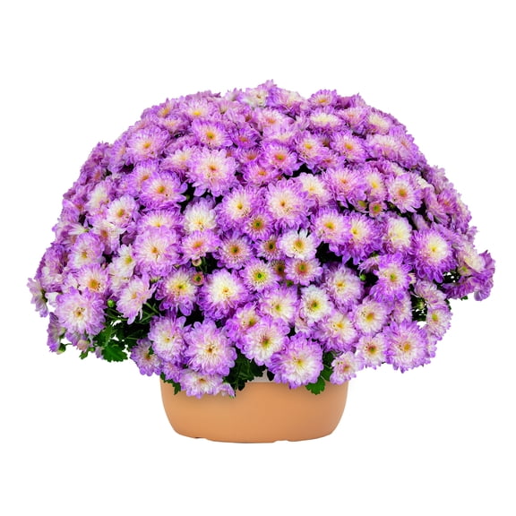 Better Homes & Gardens 1.5G Pastel Mum Live Plant in Decorative Pot