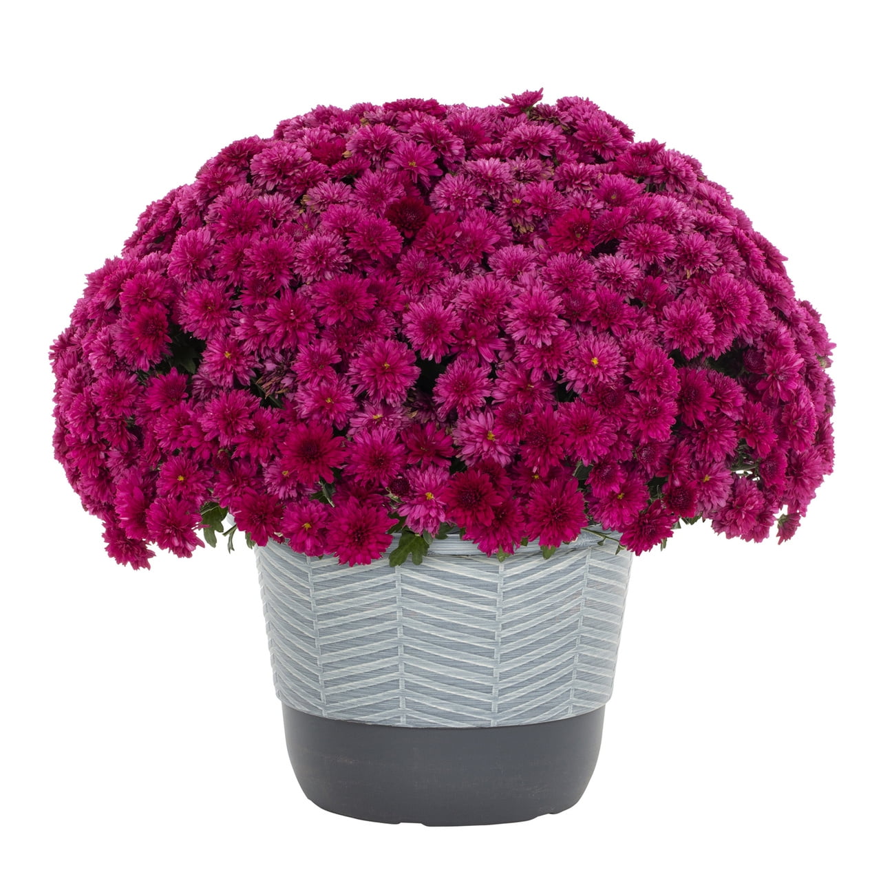 Better Homes & Gardens 1.5 gal Purple Garden Mum Live Plant in Decorative Pot
