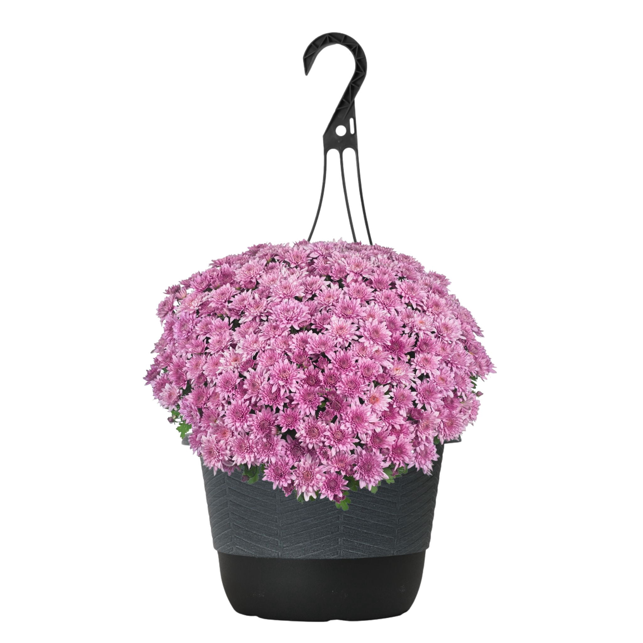 Better Homes & Gardens 1.5G Pink Mum Live Plant Hanging Basket Full Sun