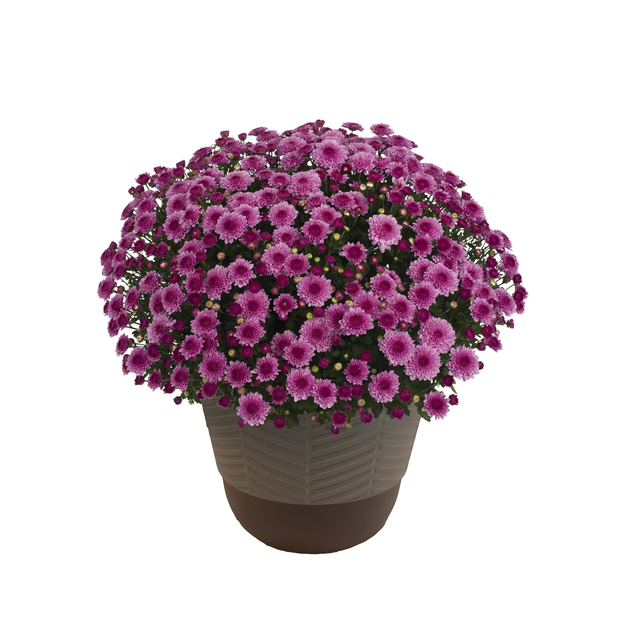 Better Homes & Gardens Pink Mum Live Plant in Decorative Pot, 1.5 Gallon