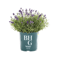 thumbnail image 1 of Better Homes & Gardens 1.5-Gallon Purple Lavender Live Perennial Plant, 1 of 7
