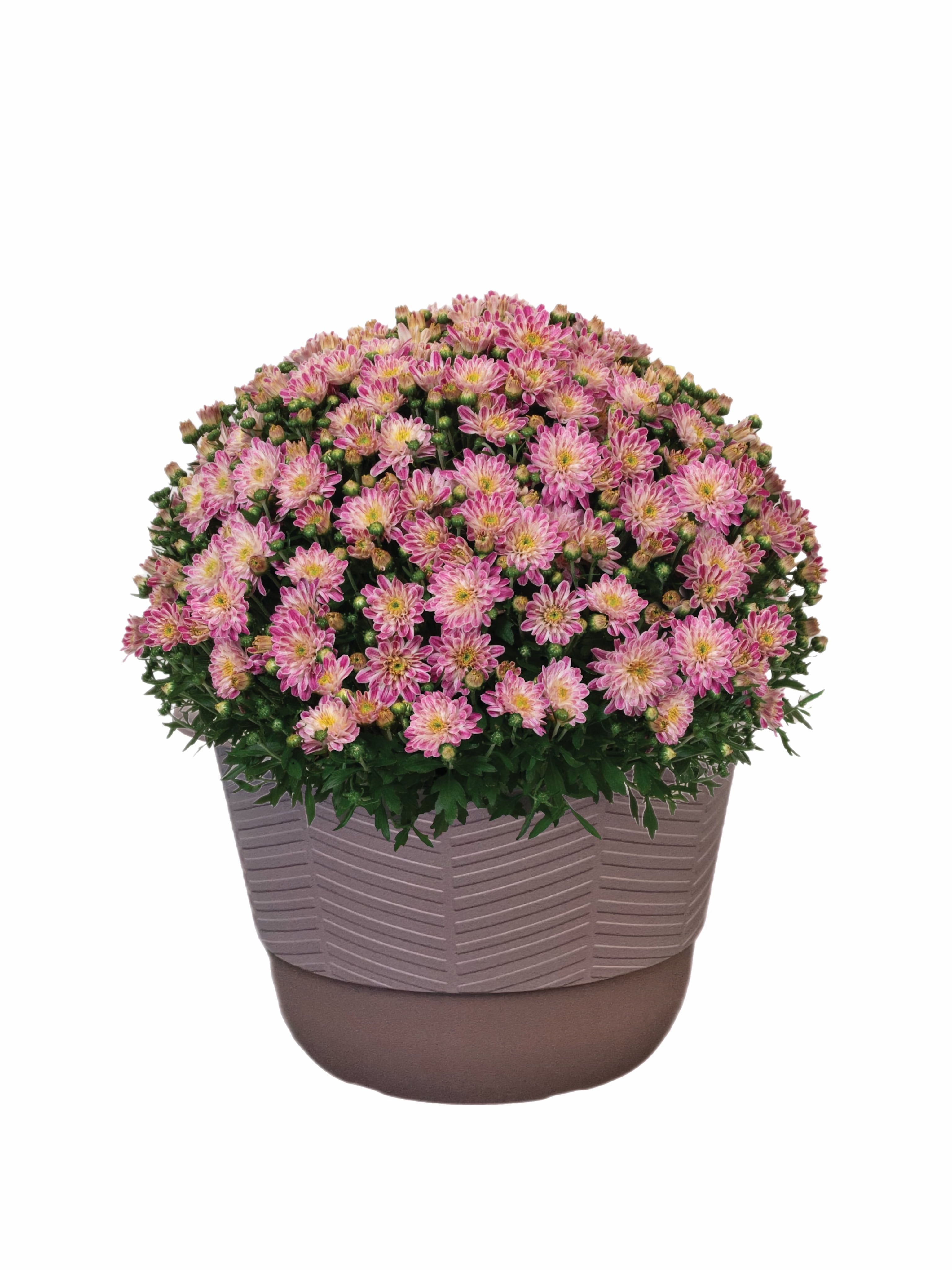 Better Homes & Gardens 1.5G Purple Mum Live Plant in Decorative Pot