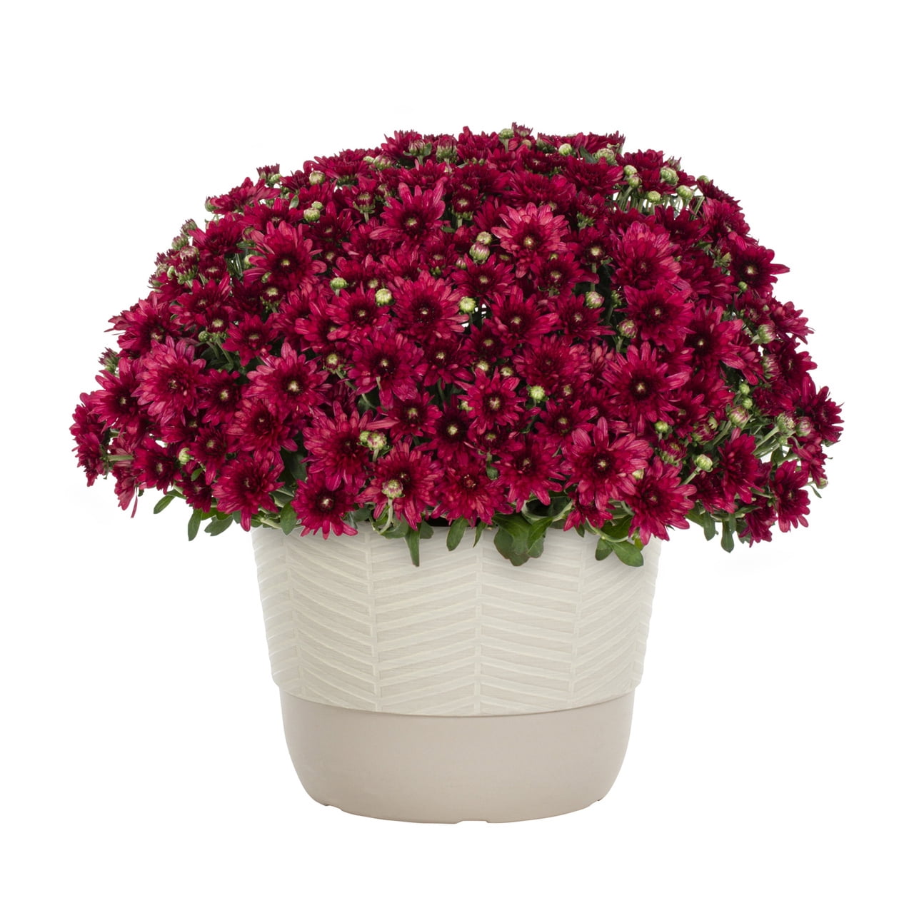 Better Homes & Gardens 1.5 gal Red Garden Mum Live Plant in Decorative Planter