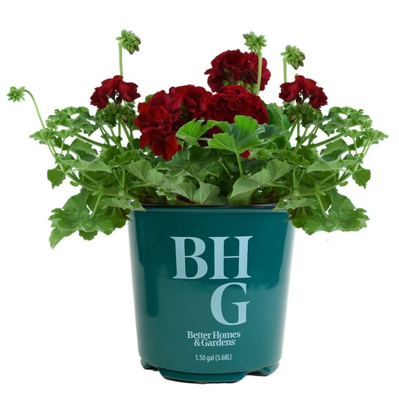 Better Homes & Gardens 1.5G Red Geranium Live Plant Grower Pot Sun