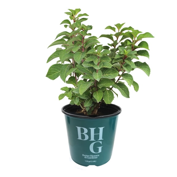 Better Homes & Gardens 1.5G Red Hydrangea Paniculata Live Plant Grower Pot