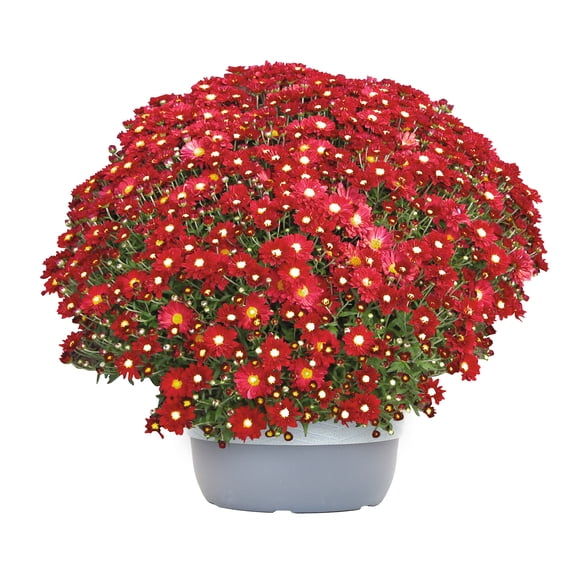 Better Homes & Gardens 1.5G Red Mum Live P;ant Decorative Hanging Basket