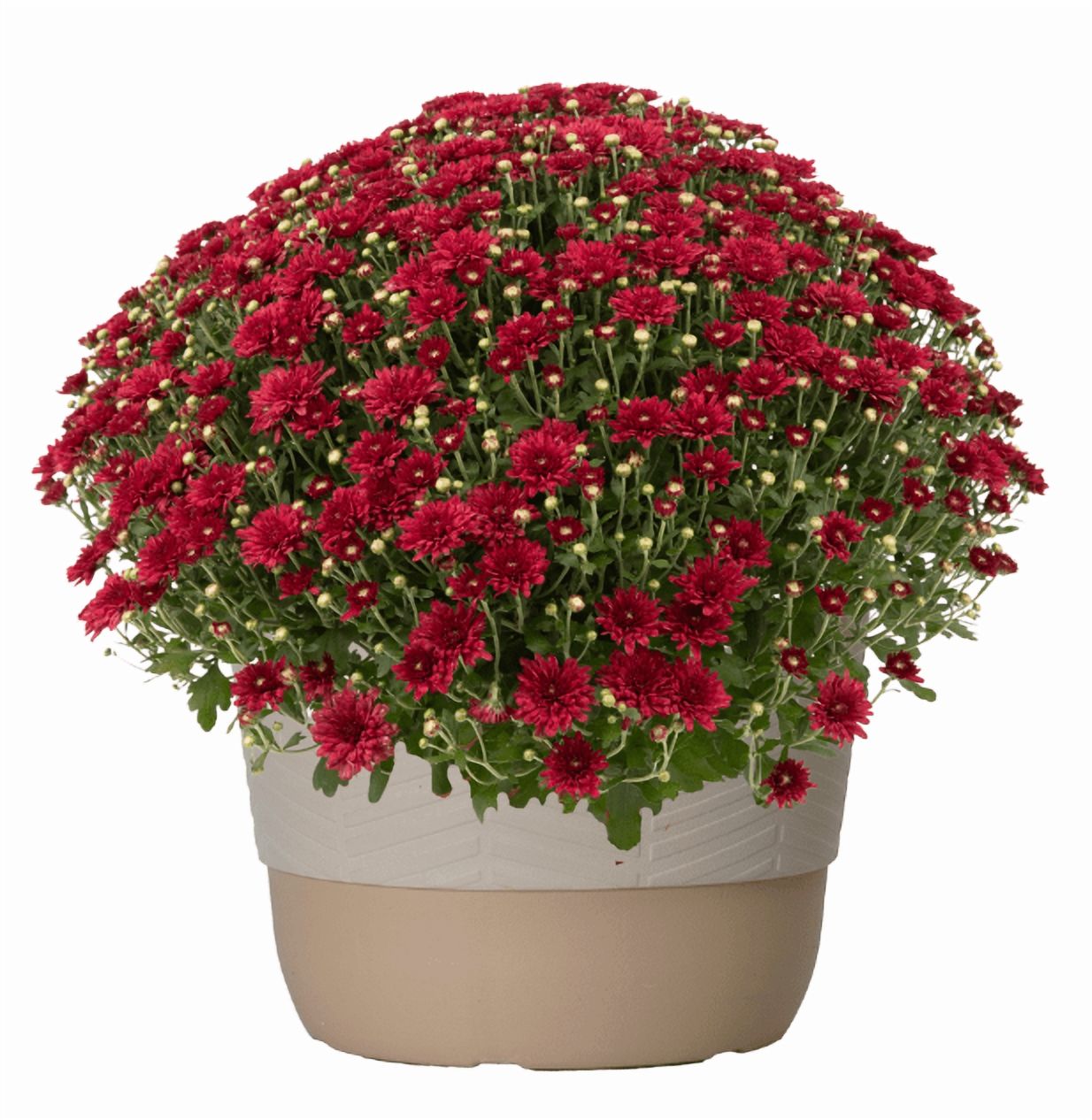 Better Homes & Gardens 1.5G Red Mum Live Plant in Decorative Pot