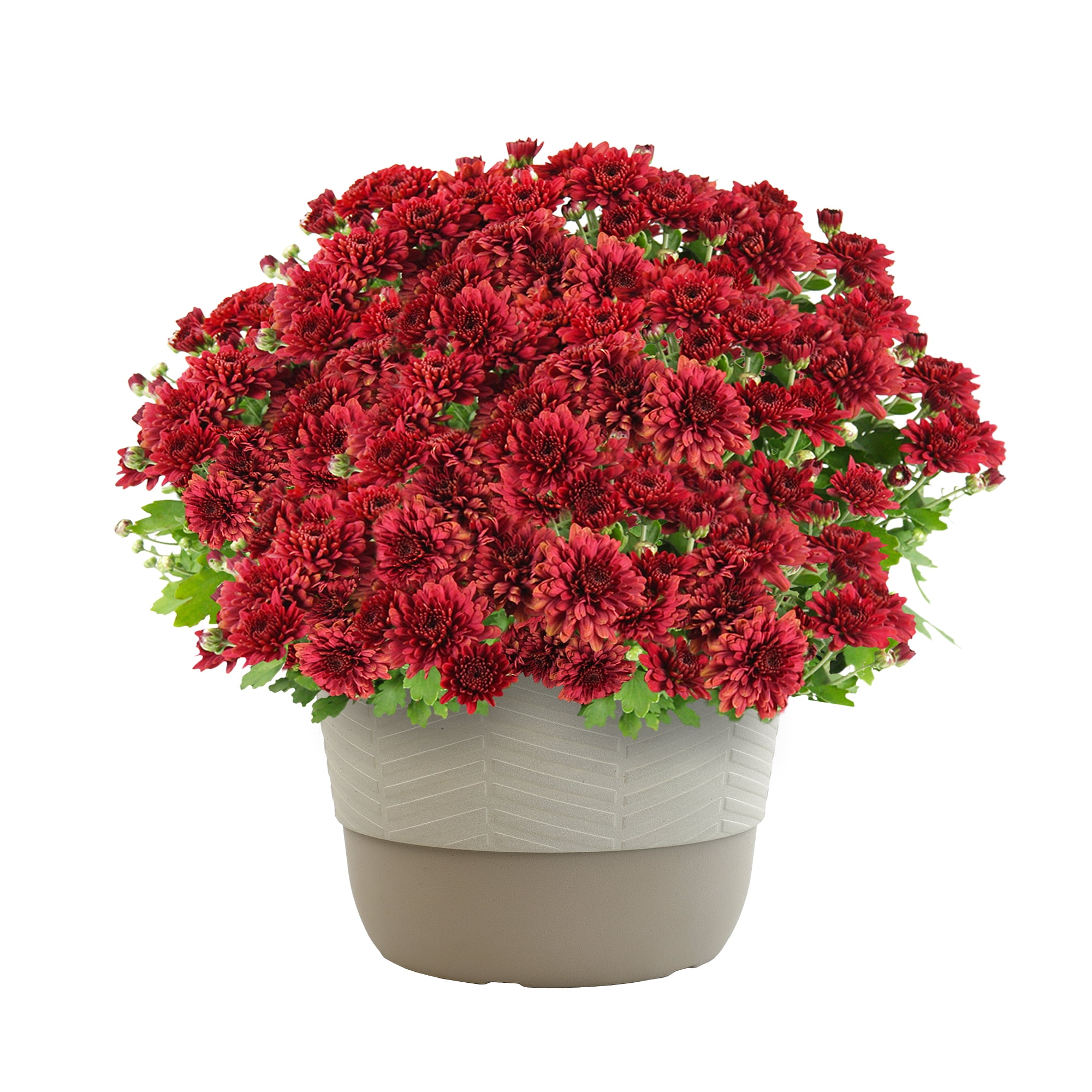 Better Homes & Gardens Red Mum Flowers, 1.5 gal. Decorative