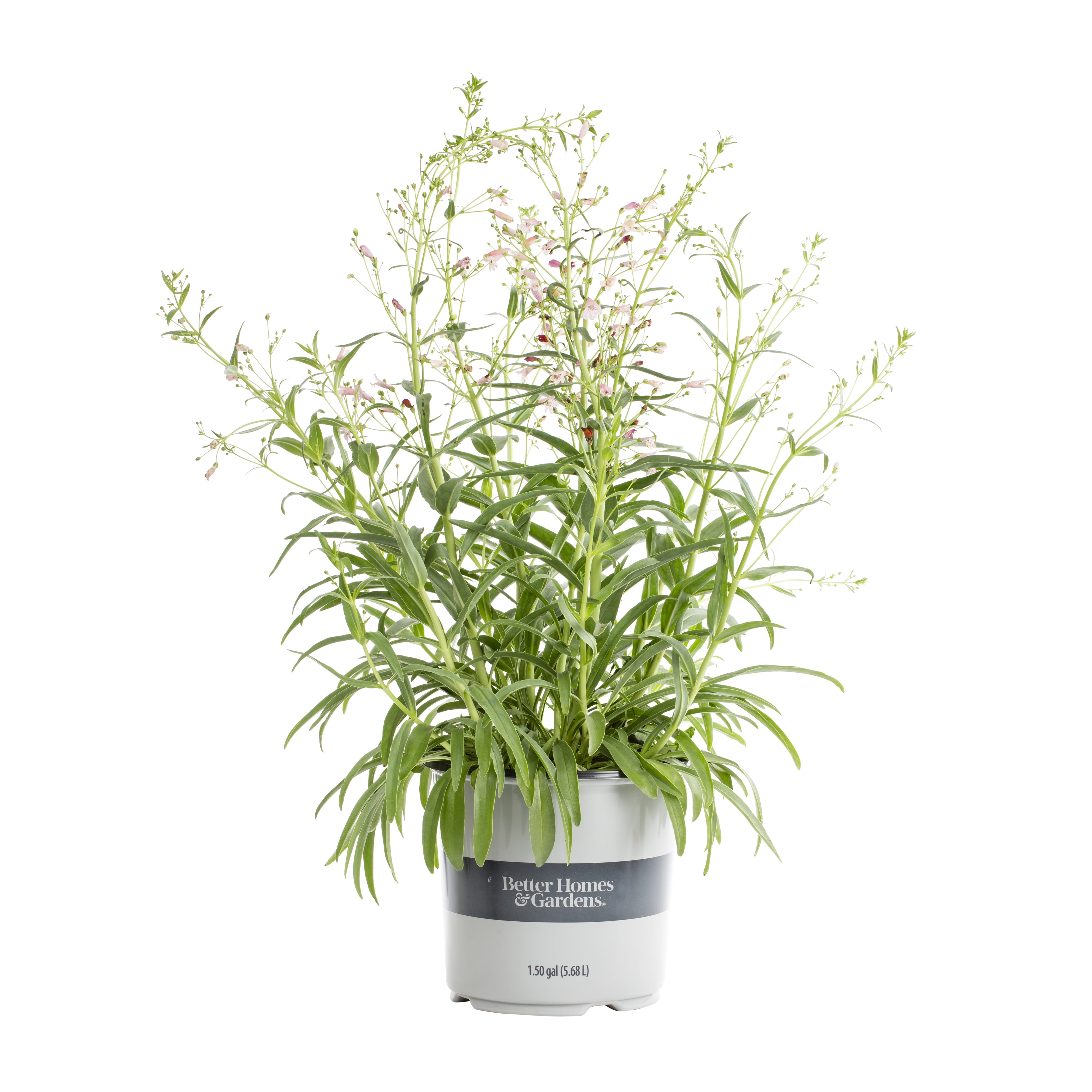 Better Homes & Gardens 1.5G Red Penstemon Live Plants with Grower Pot