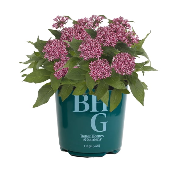 Better Homes & Gardens 1.5G Red Pentas Live Plant Grower Pot Sun