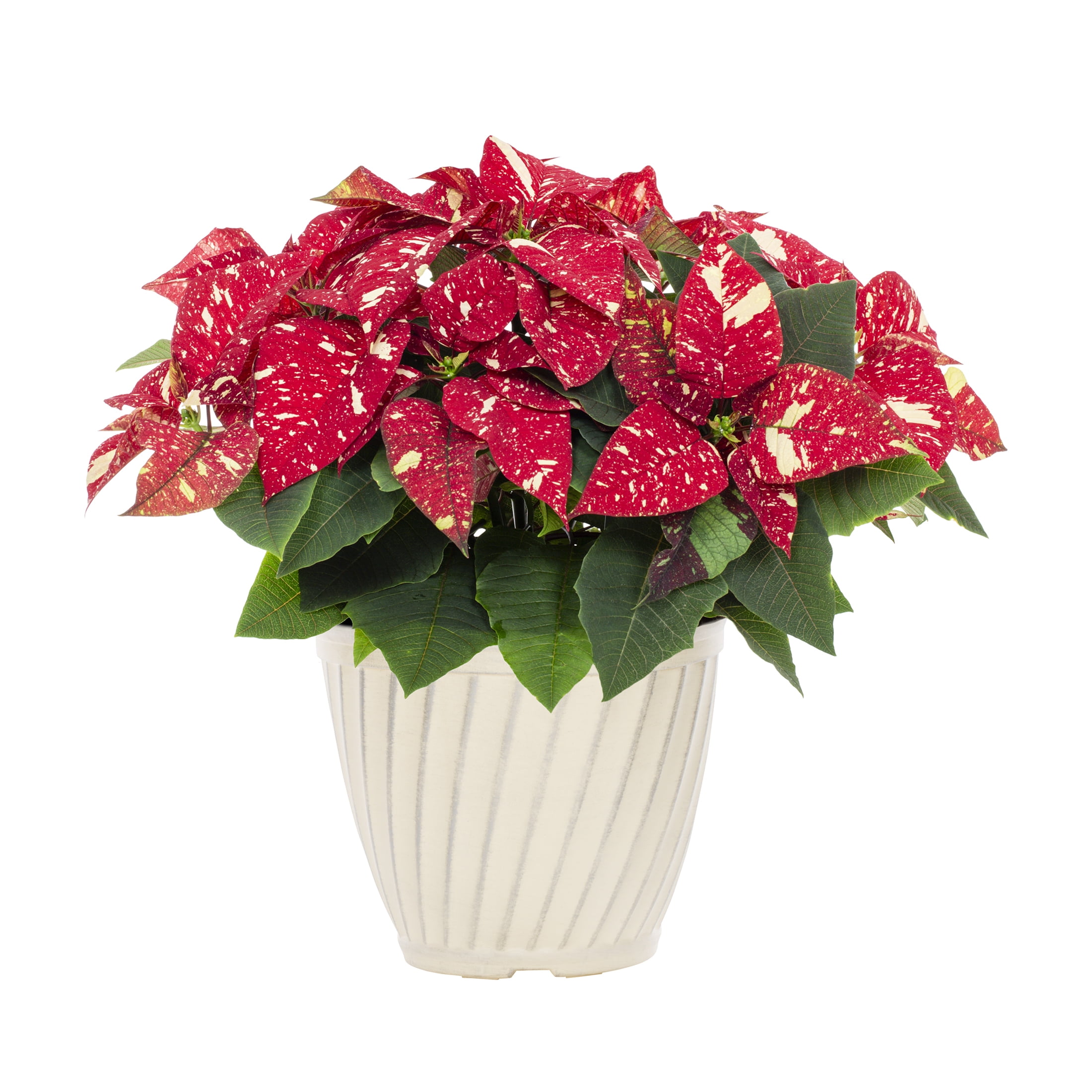 Better Homes & Gardens 1.25gal Red White Poinsettia Live Houseplant Plastic Decorative Planter