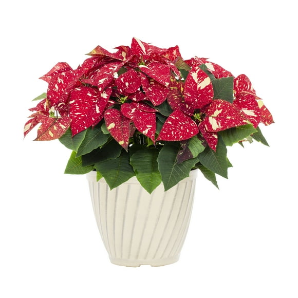 Better Homes & Gardens 1.25gal Red White Poinsettia Live Houseplant Plastic Decorative Planter
