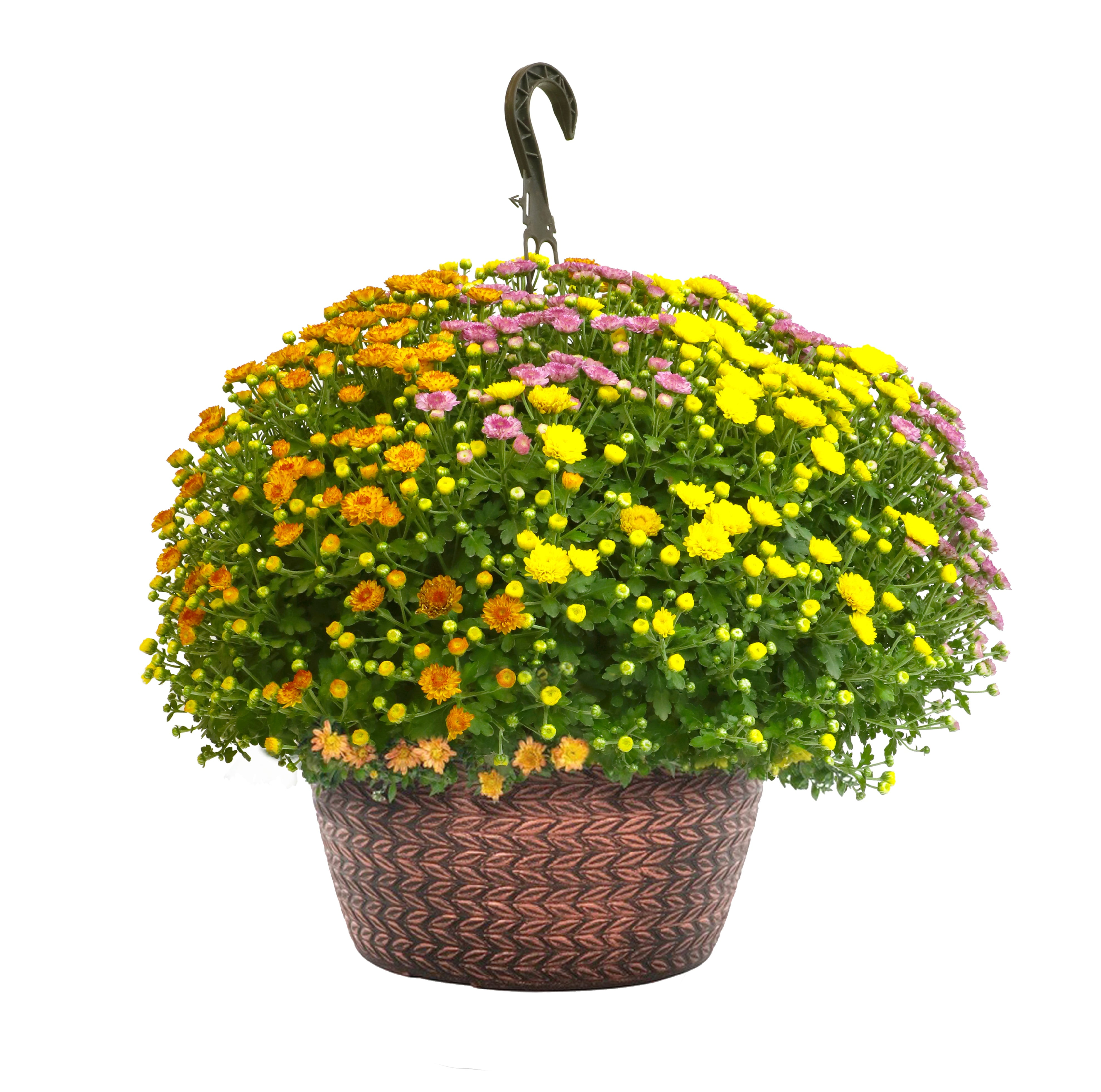 Better Homes & Gardens 1.5G Tricolor Hanging Basket Mum, Orange, Purple