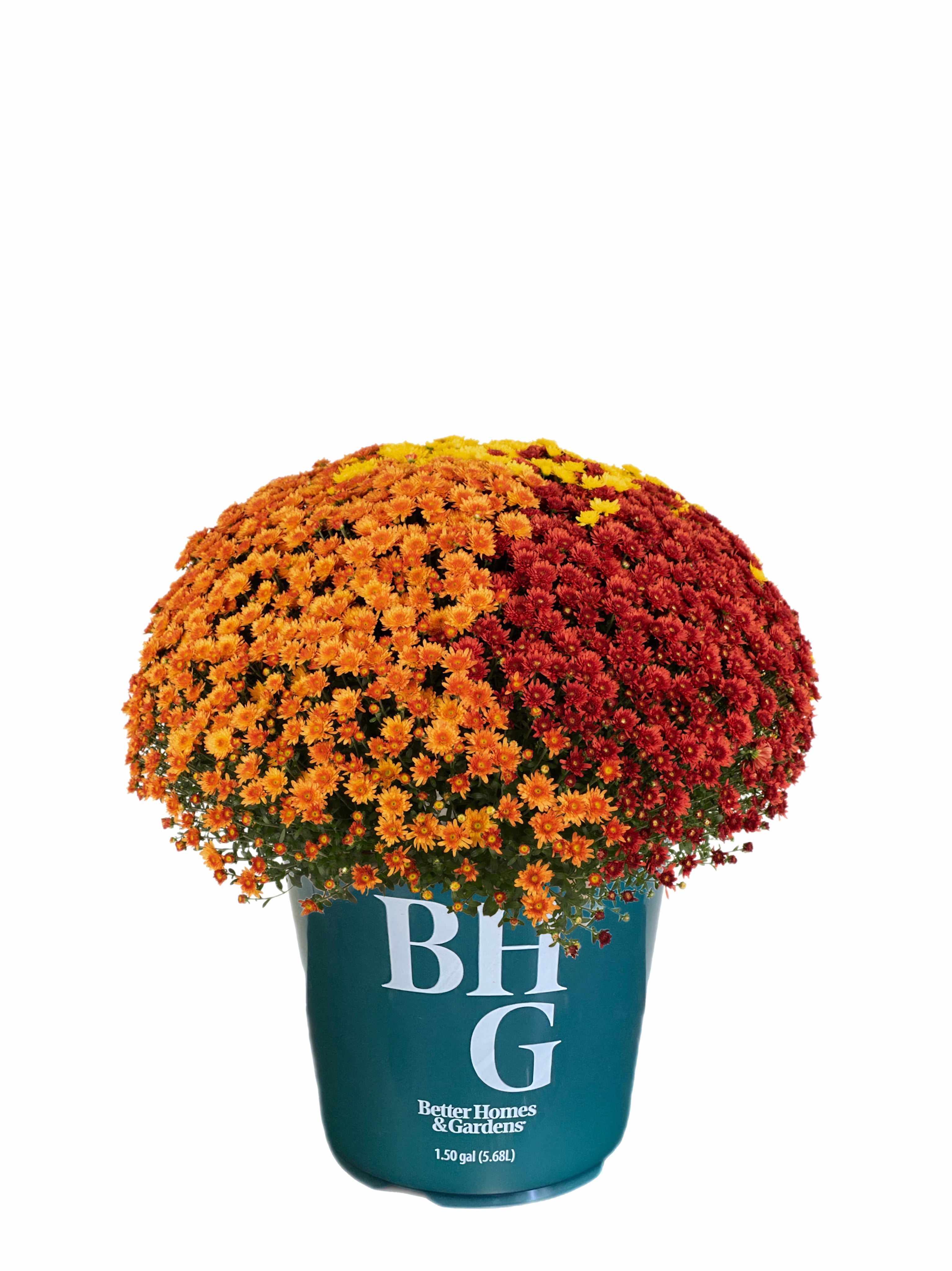Better Homes & Gardens 1.5G Tricolor Mum Live Plant in Grower Pot