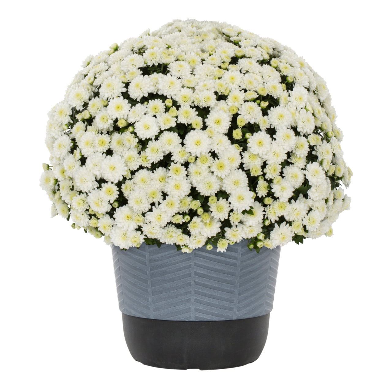 Better Homes & Gardens 1.5 gal White Garden Mum Live Plant in Decorative Planter