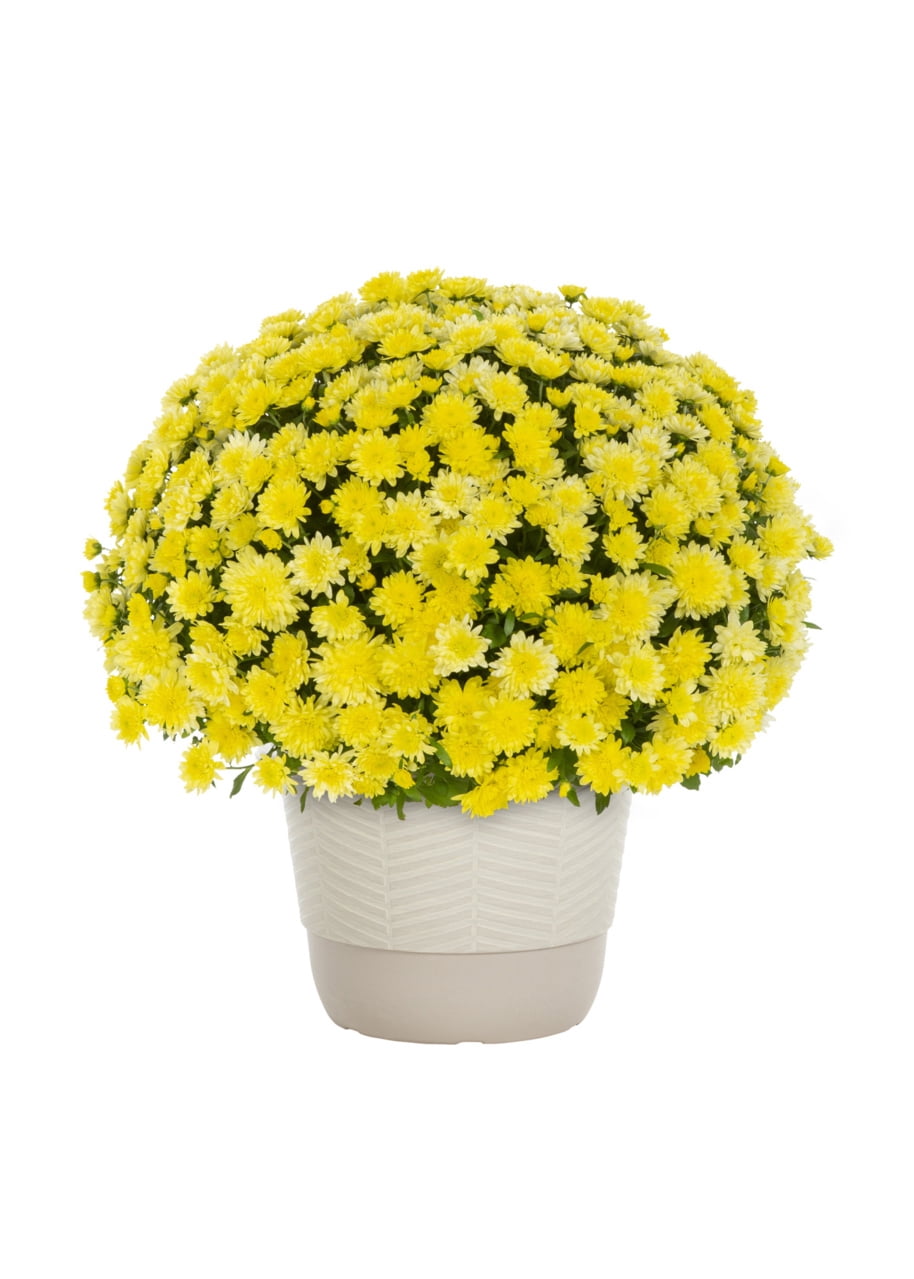 Better Homes & Gardens Yellow Garden Mum Live Plant, 1.5 gal, Decorative Planter
