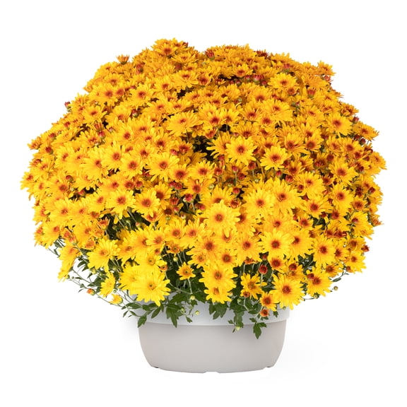 Better Homes & Gardens 1.5G Yellow Mum Live Plant in Decorative Pot