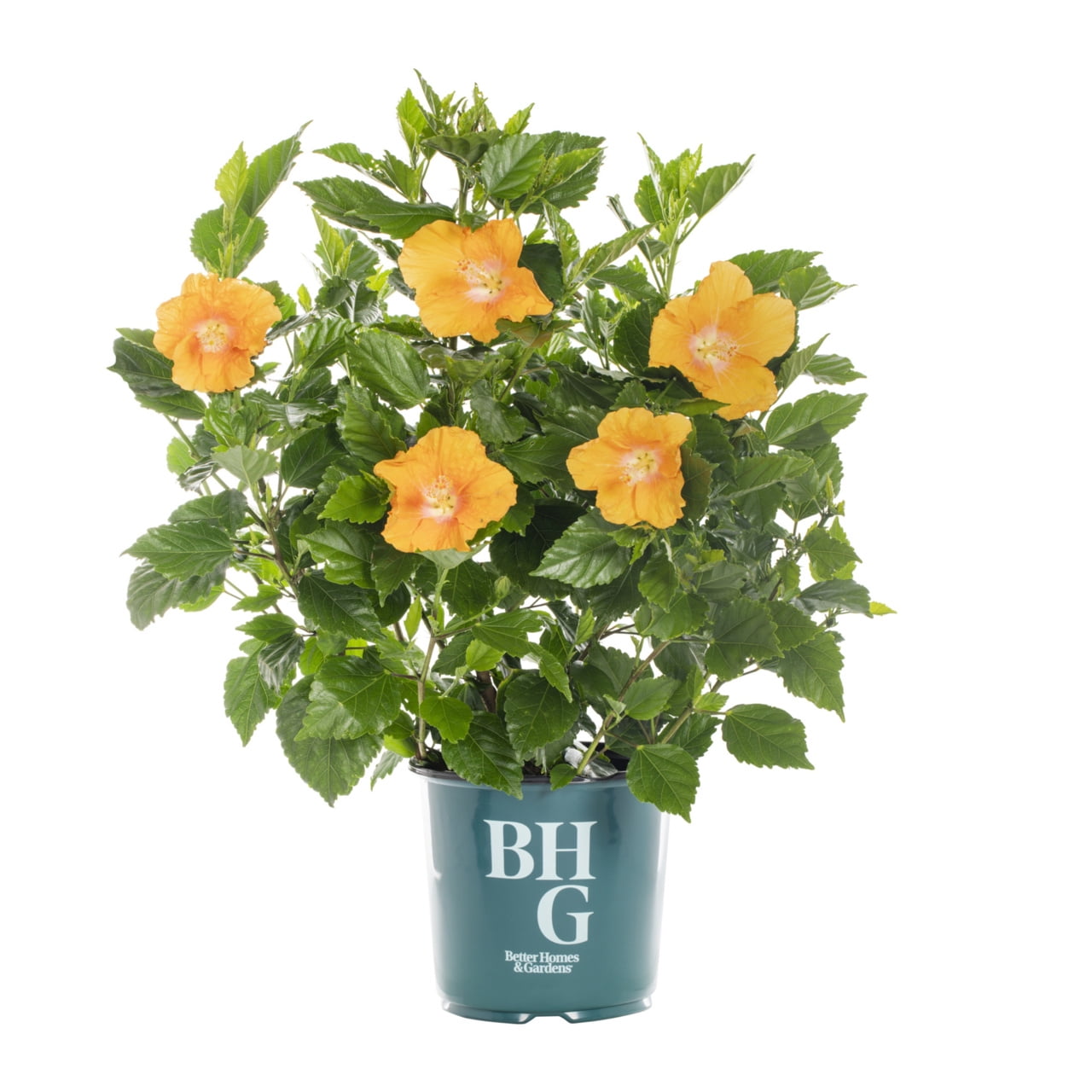 Better-Homes-Gardens-1-5Gal-