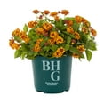 thumbnail image 1 of Better Homes & Gardens 1.5gal Multicolor Lantana Live Annual Plant Sun, 1 of 7
