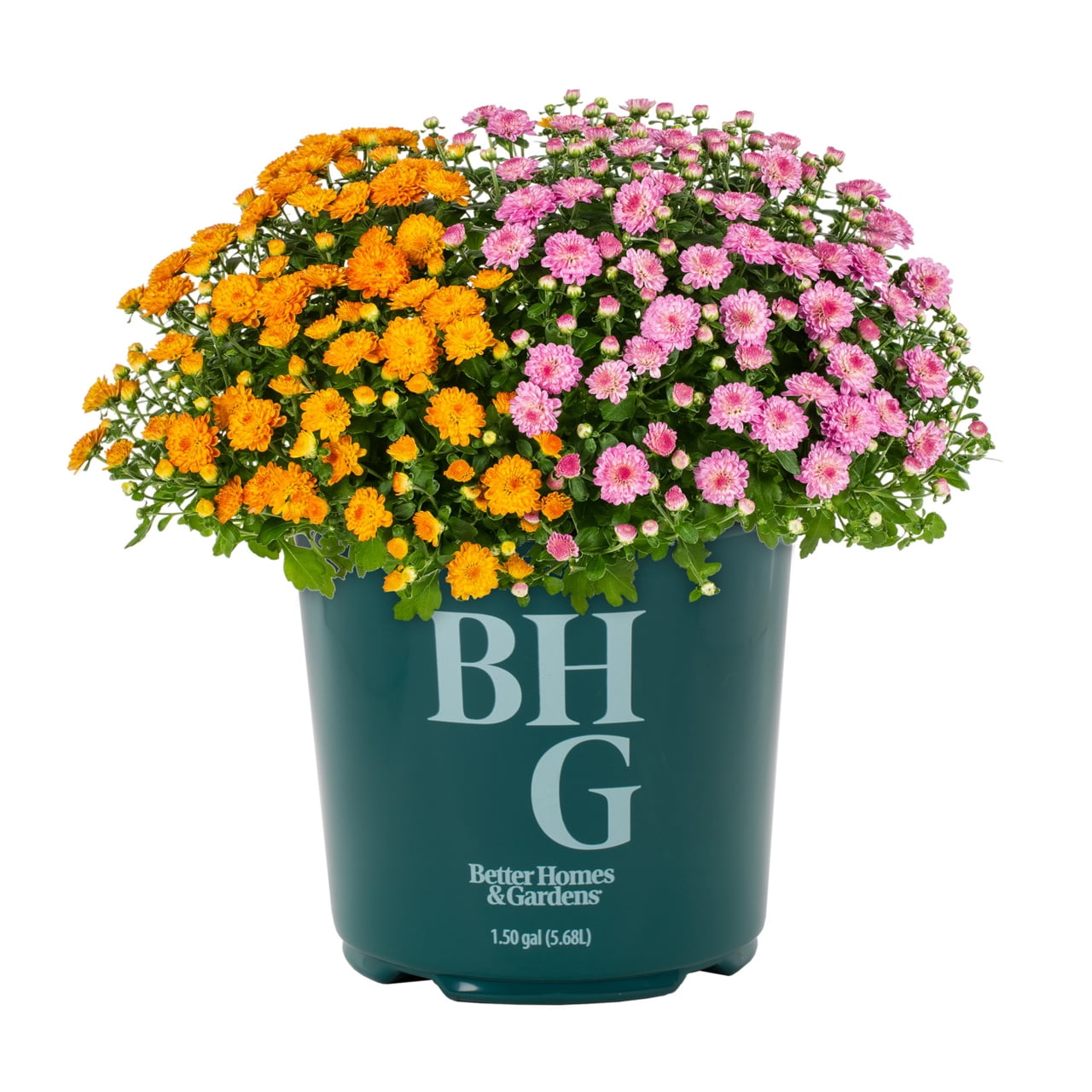 Better Homes & Gardens 24" Orange Pink Chrysanthemum Live Plants in 1.5GAL Growers Pot Full Sun