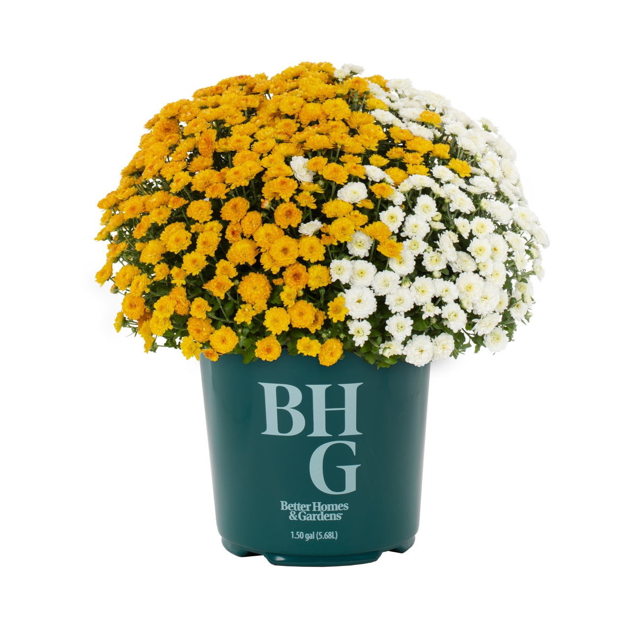 bio olivenbaum kaufen sunflowerFamily Bio Olivenl extra nativ, 1L