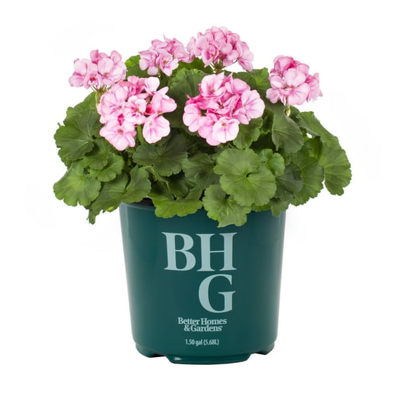 Better Homes & Gardens 1.5gal Pink Geranium Live Annual Plant Sun