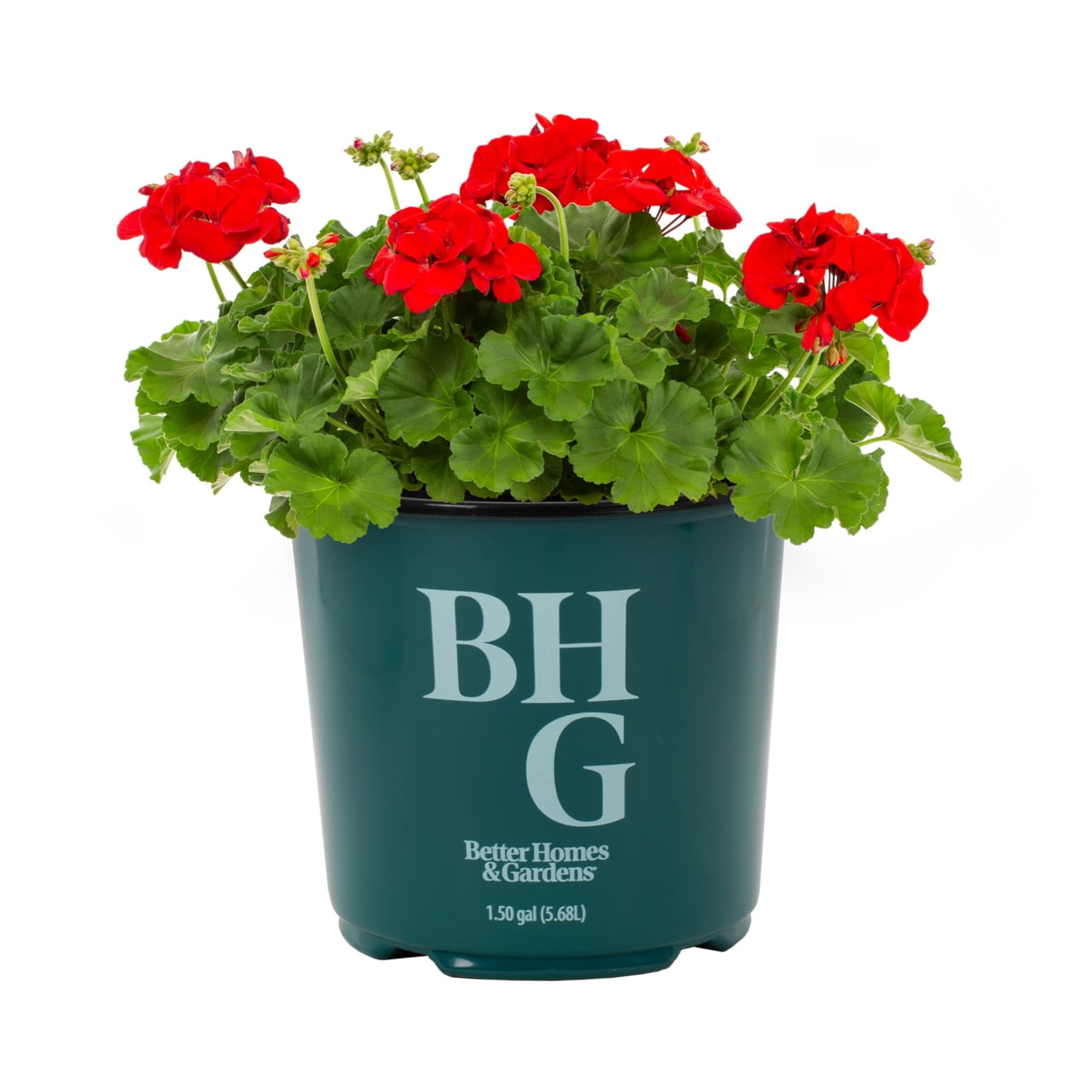 Better Homes & Gardens 1.5gal Red Geranium Live Annual Plant Sun