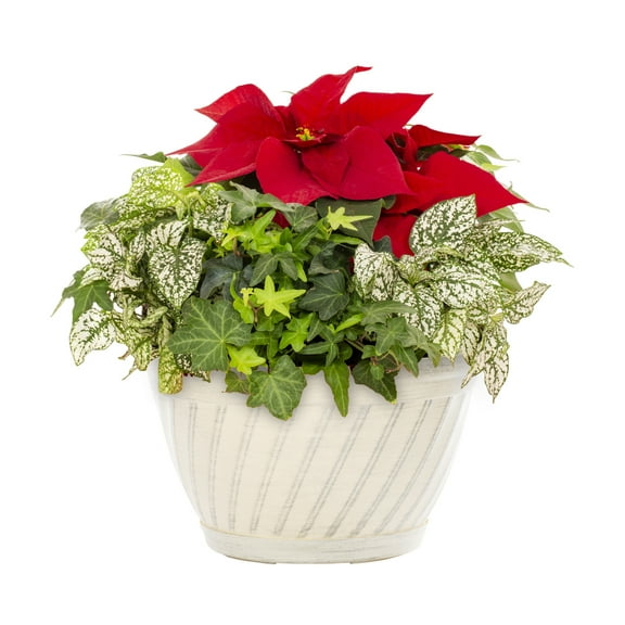 Better Homes & Gardens 1.5Gal Red Poinsettia Hypoestes Ivy Houseplant Decorative Bowl Indirect Sunlight