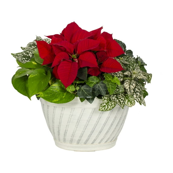 Better Homes & Gardens 1.5Gal Red Poinsettia Hypoestes Ivy Pothos Houseplant Decorative Bowl Indirect Sunlight