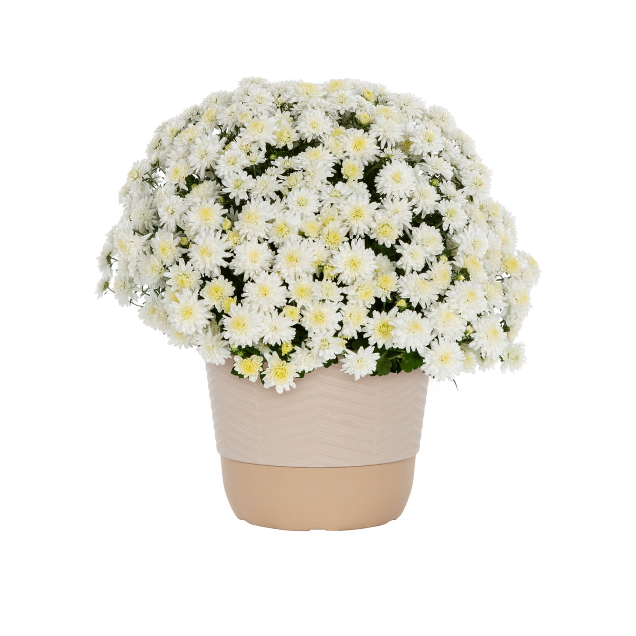 Better Homes & Gardens 1.5Gal White Garden Chrysanthemum Plant Decorative Pot Sun