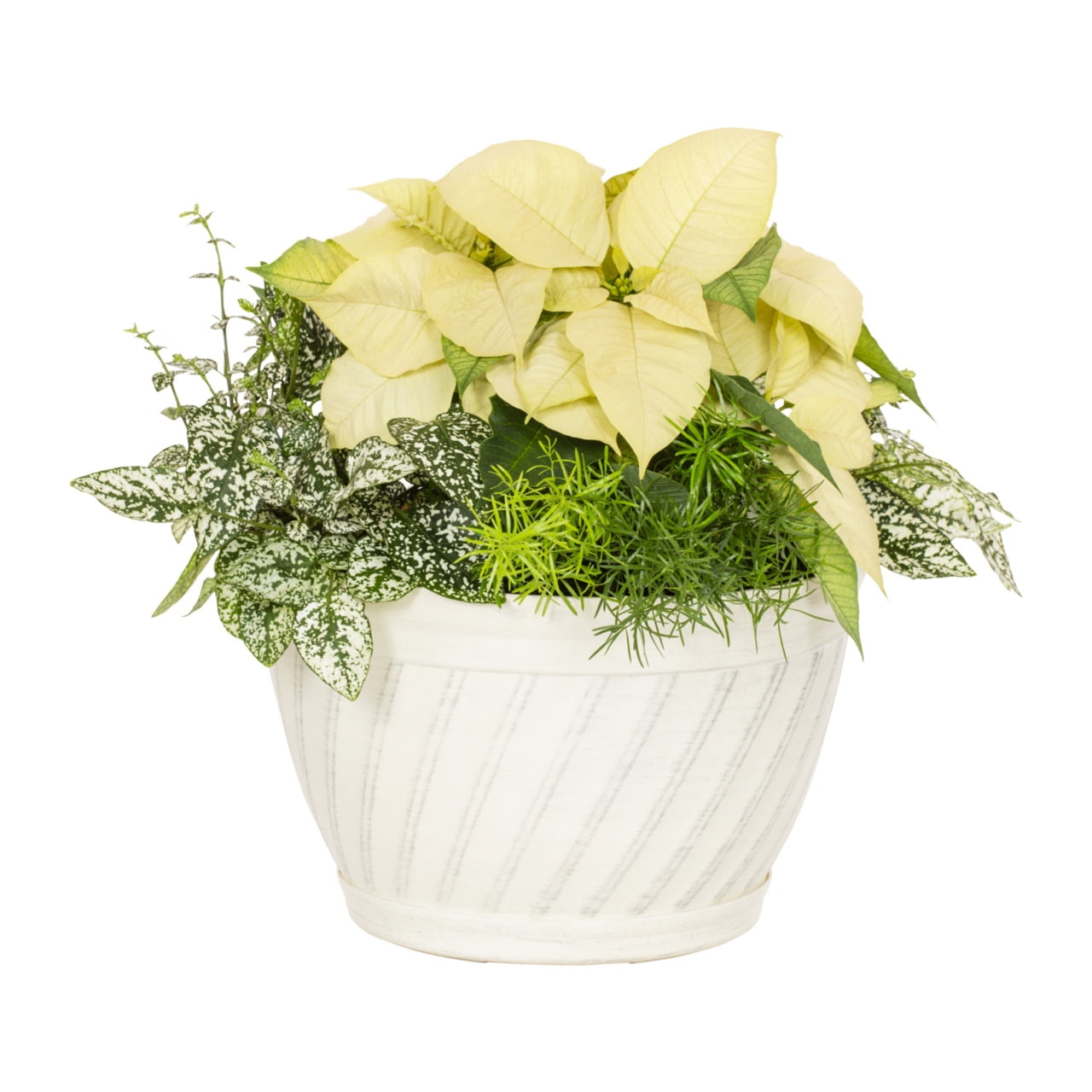 Better Homes & Gardens 1.5Gal White Poinsettia Fern Houseplant Foliage Decorative Bowl Indirect Sunlight