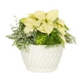 thumbnail image 1 of Better Homes & Gardens 1.5Gal White Poinsettia Fern Houseplant Foliage Decorative Bowl Indirect Sunlight, 1 of 7