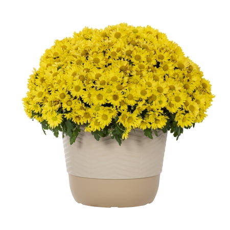 Better Homes & Gardens 1.5Gal Yellow Garden Chrysanthemum Plant Decorative Pot Sun