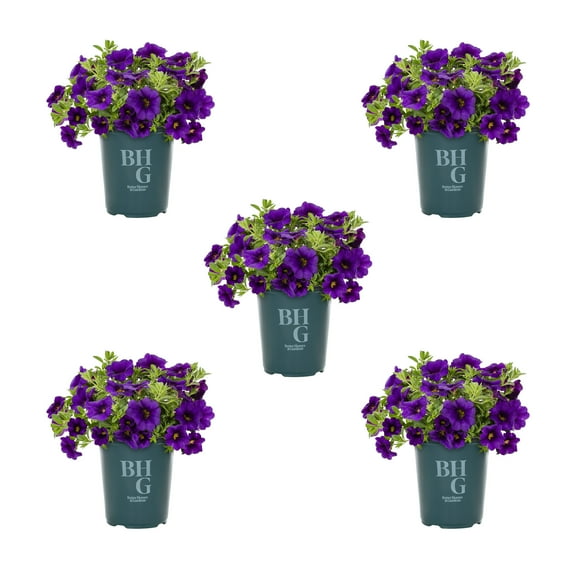 Better Homes & Gardens 1QT Blue Calibrachoa Live Annual Plant Sun 5-Pack