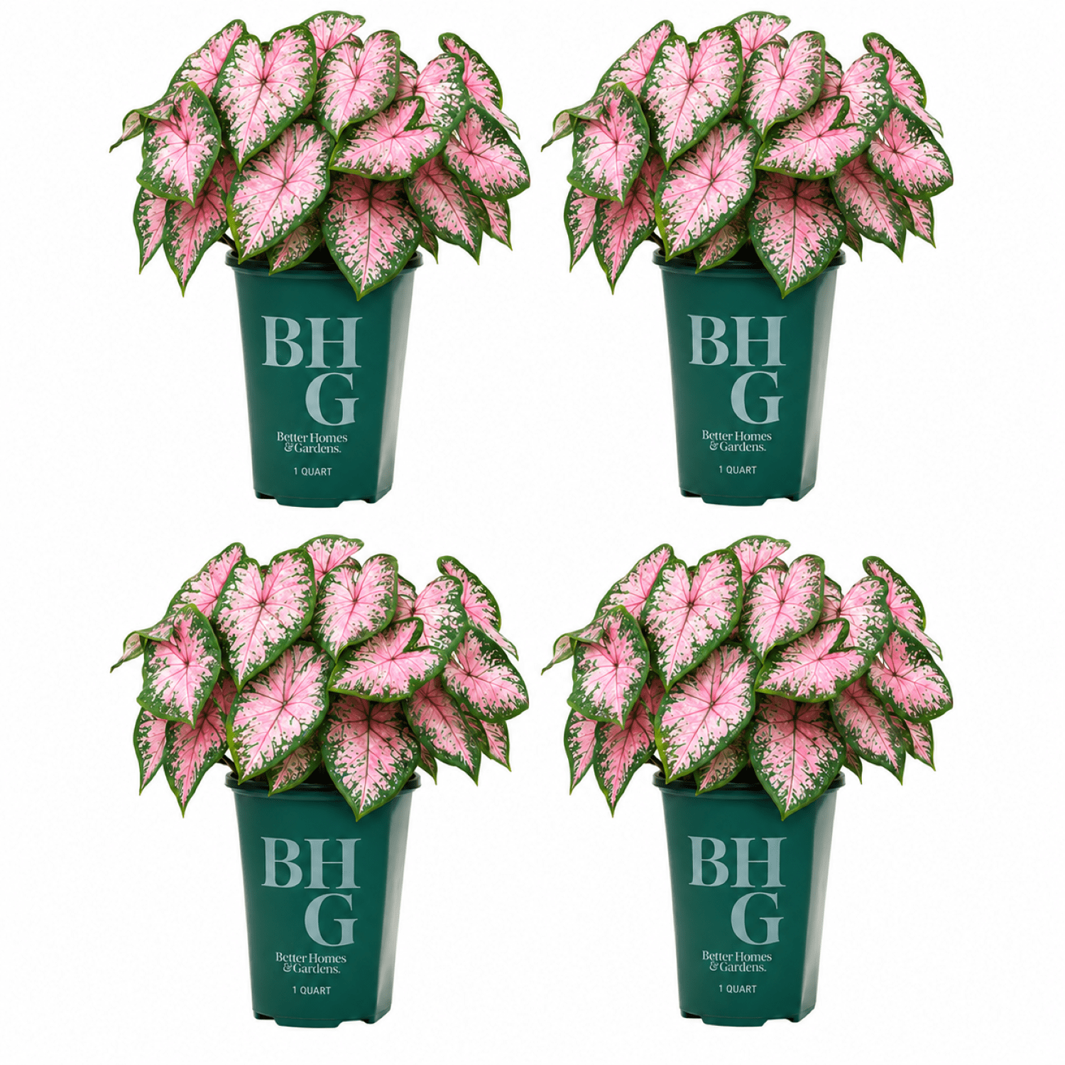 Better Homes & Gardens 1 Quart Caladium Pink Annual Live Plant (4 Count Pack)