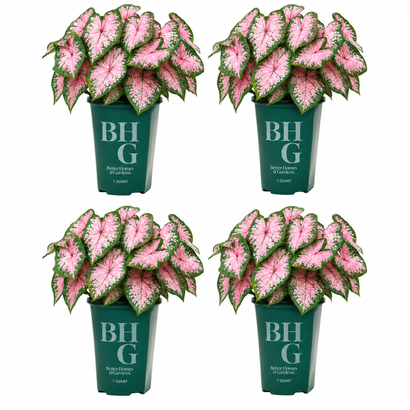 Better Homes & Gardens 1 Quart Caladium Pink Annual Live Plant (4 Count Pack)