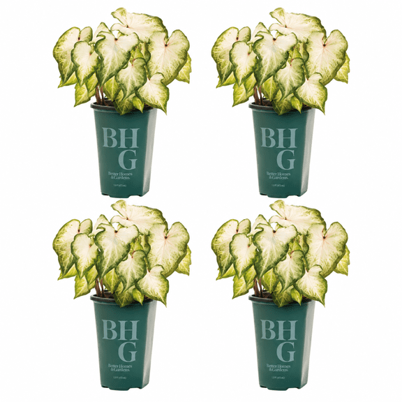 Better Homes & Gardens 1 Quart Caladium White & Green Perennial Live Plant Full Sun (4 Count Pack)