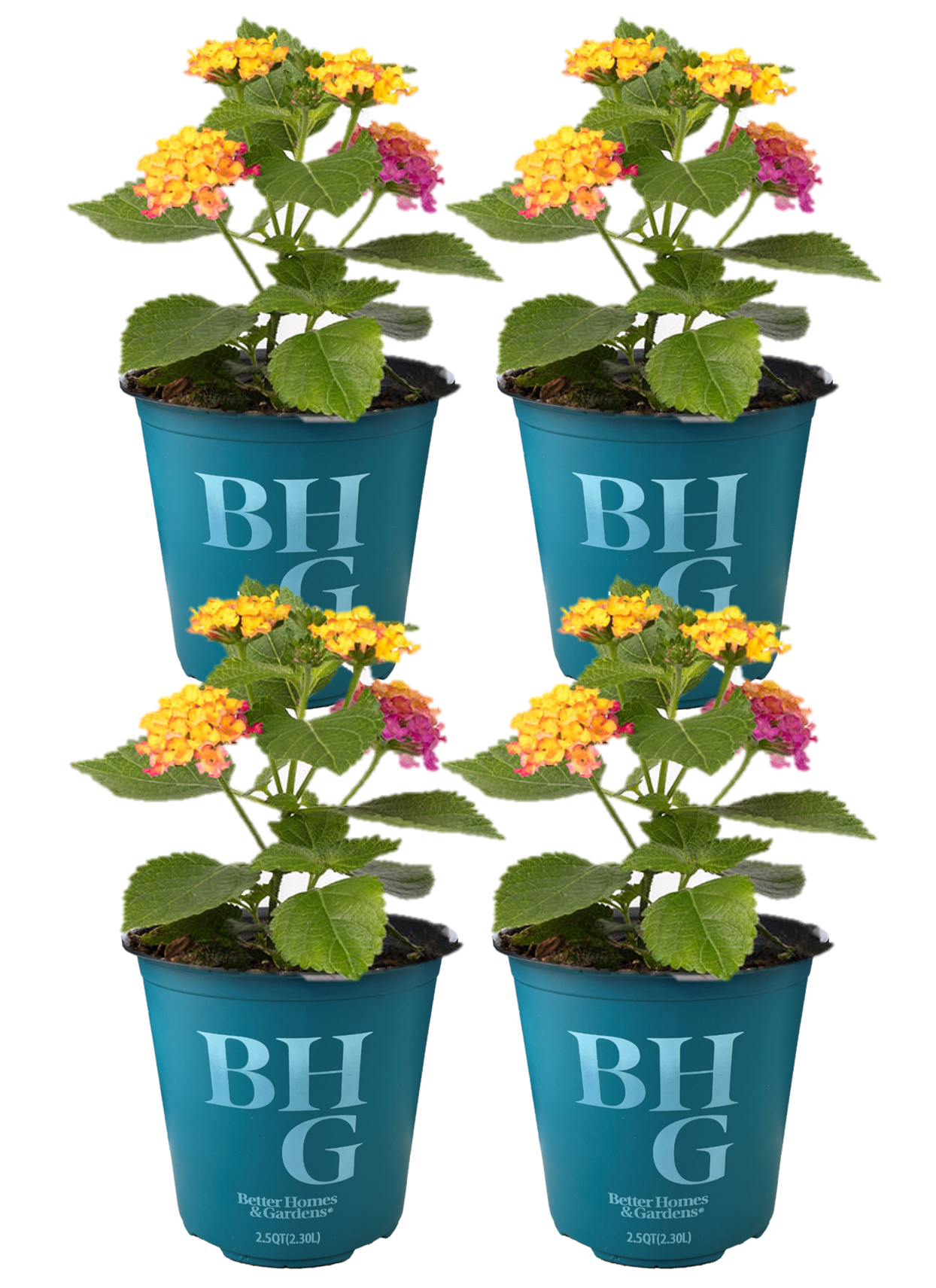 Better Homes & Gardens 1 Quart Lantana Little Lucky Hot Pink Annual