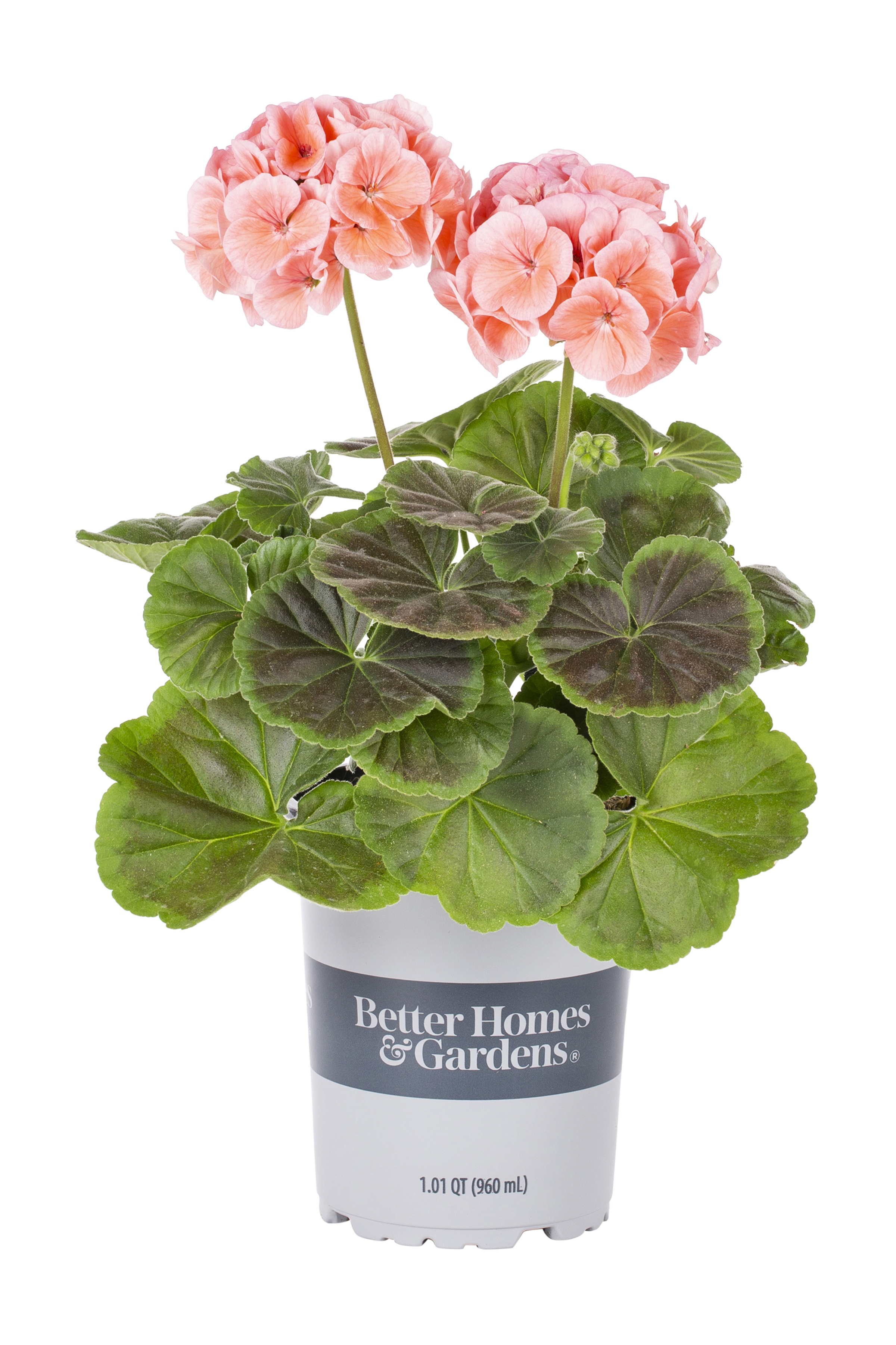 Better Homes & Gardens 1 Quart Orange Geranium Annual Live Plant 5