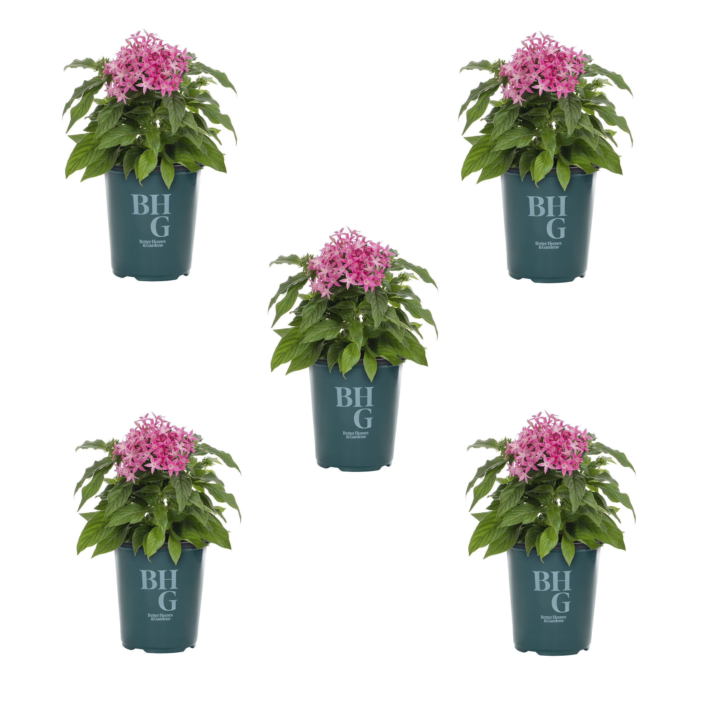 Better Homes & Gardens 1.5PT Pink Pentas Live Annual Plant Sun 5-Pack