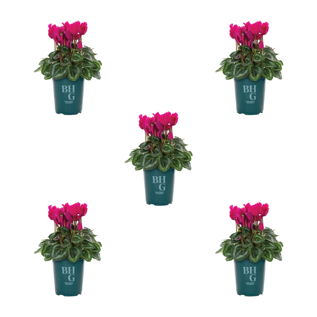 Better Homes & Gardens 1.5PT Purple Cyclamen Live Annual Plant Sun 5-Pack