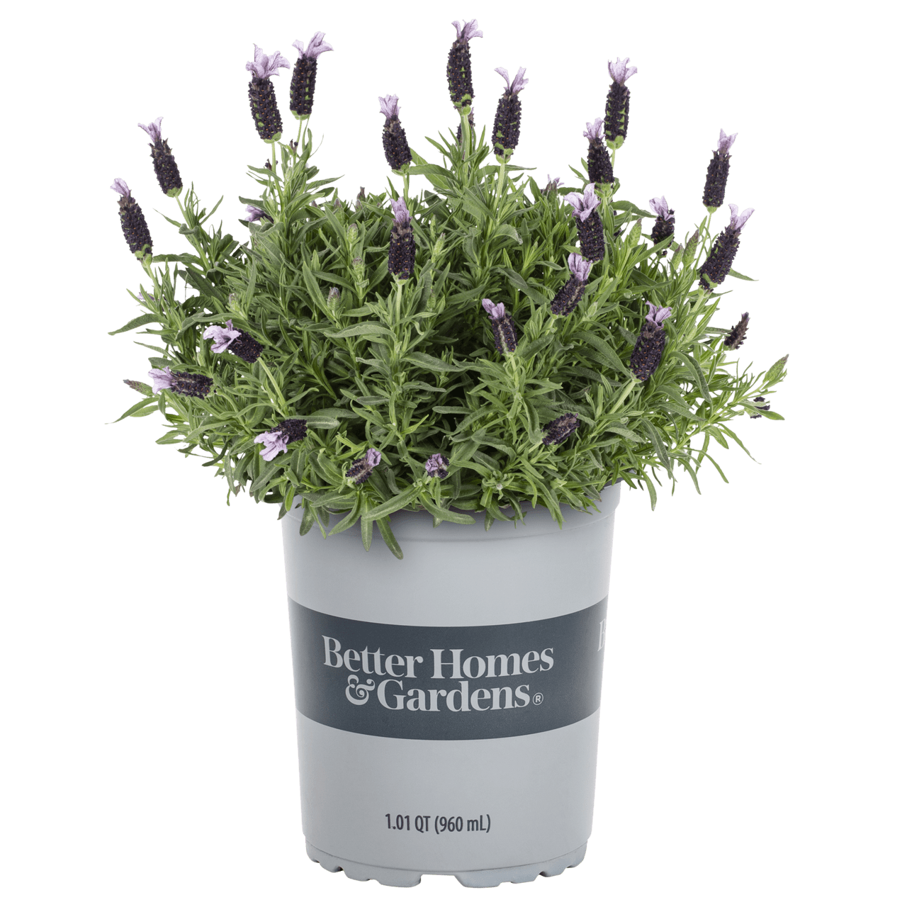 Better Homes & Gardens 1 Quart Purple Flowered Lavender "La Diva" Live