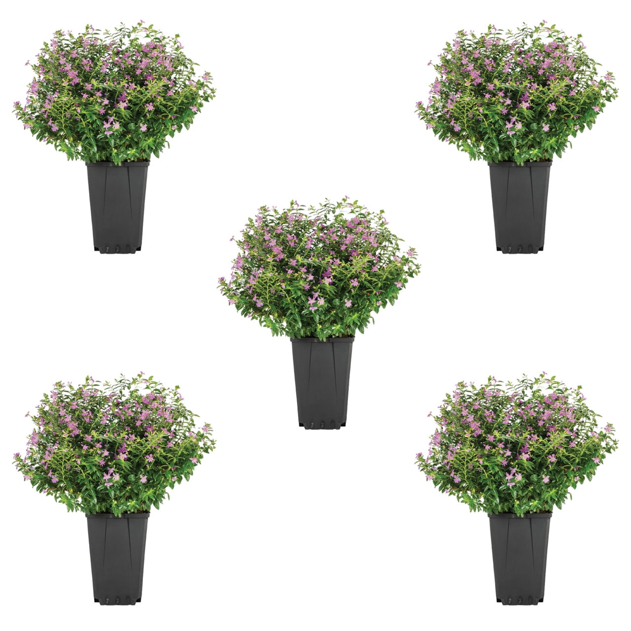 Better Homes & Gardens 1.5PT Purple Heather Live Annual Plant Sun 5-Pack