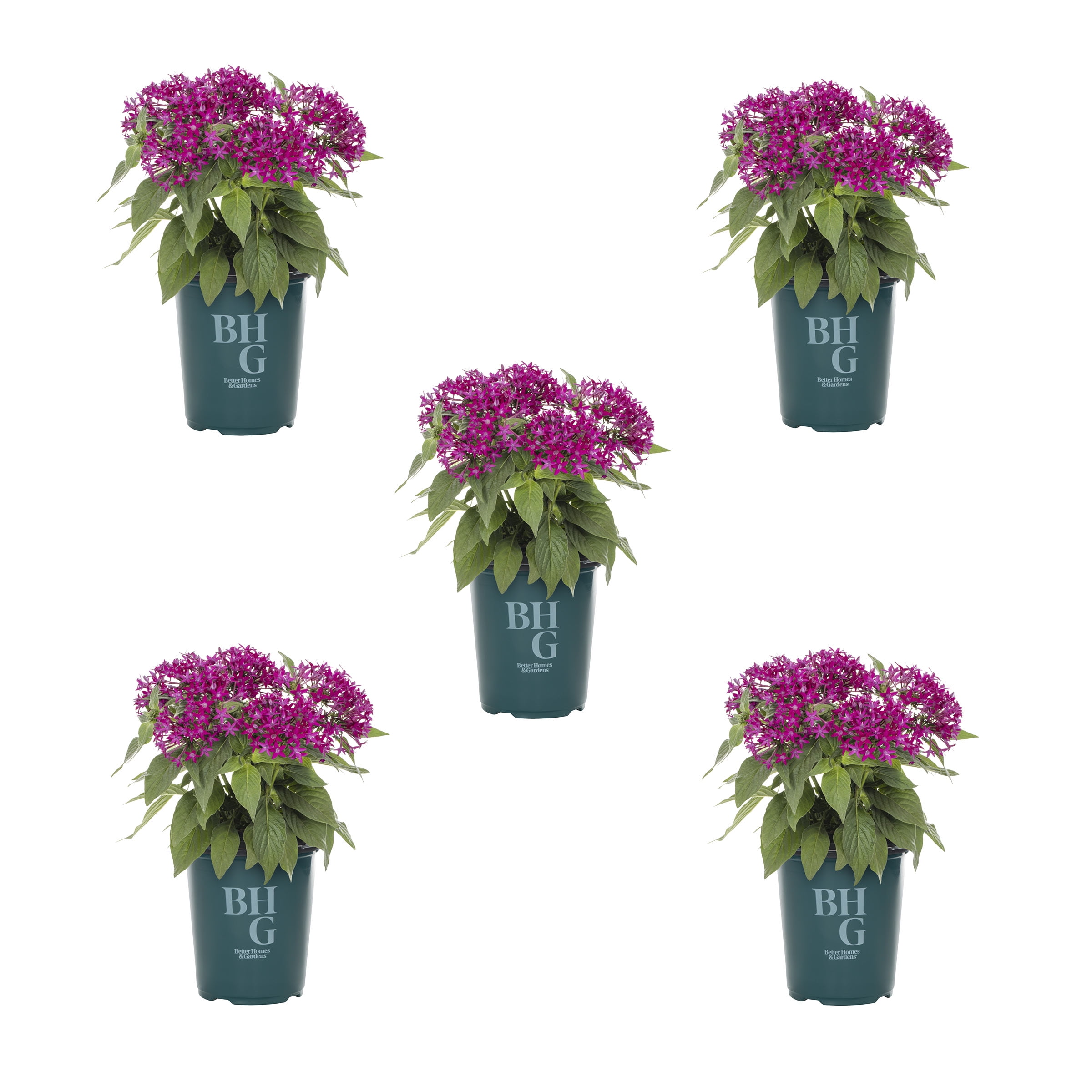 Better Homes & Gardens 1 Quart Purple Pentas Annual Live Plant 5-Count ...