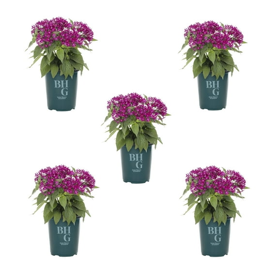 Better Homes & Gardens 1.5PT Purple Pentas Live Annual Plant Sun 5-Pack