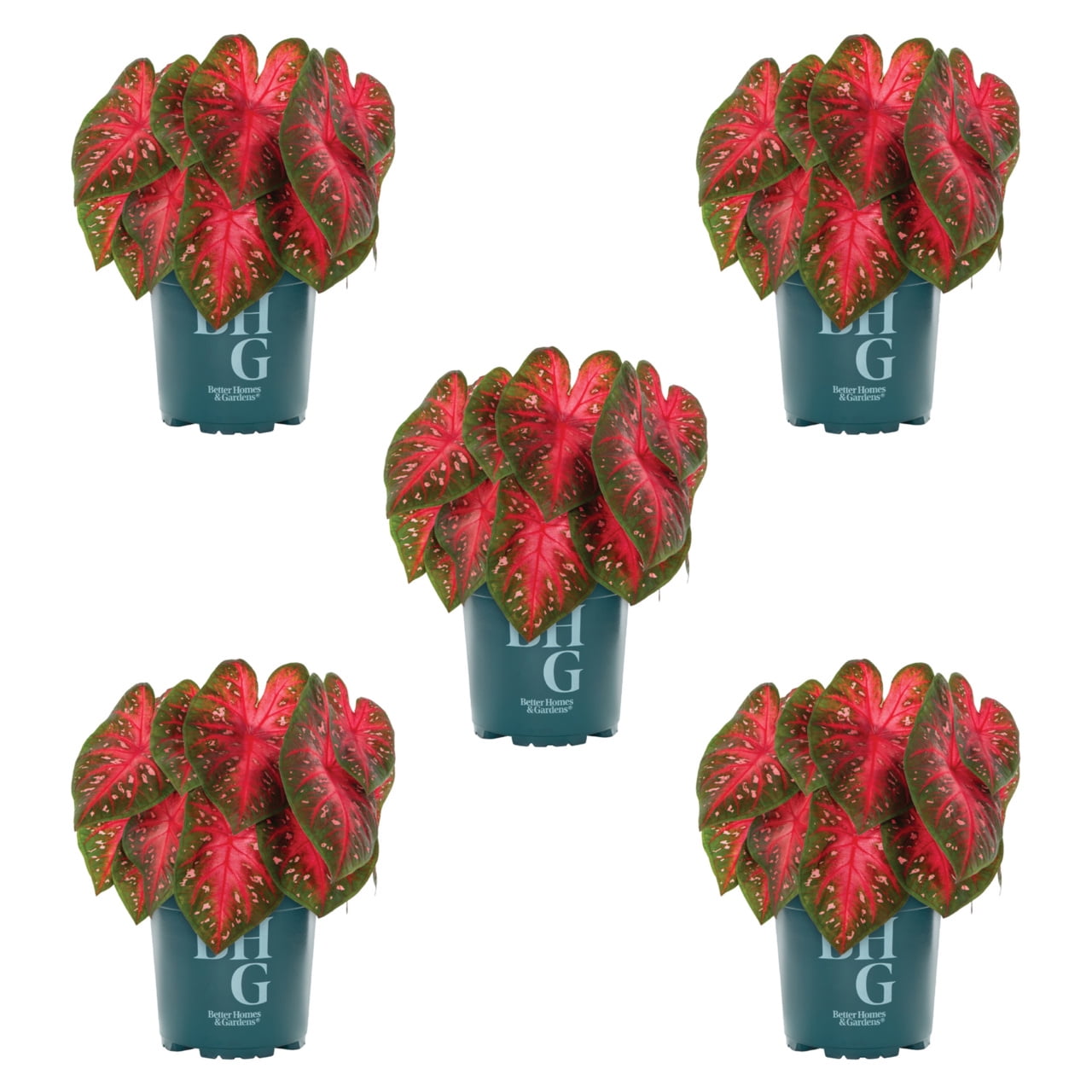 Better Homes & Gardens 1.5PT Red Caladium Live Annual Plant Sun 5-Pack