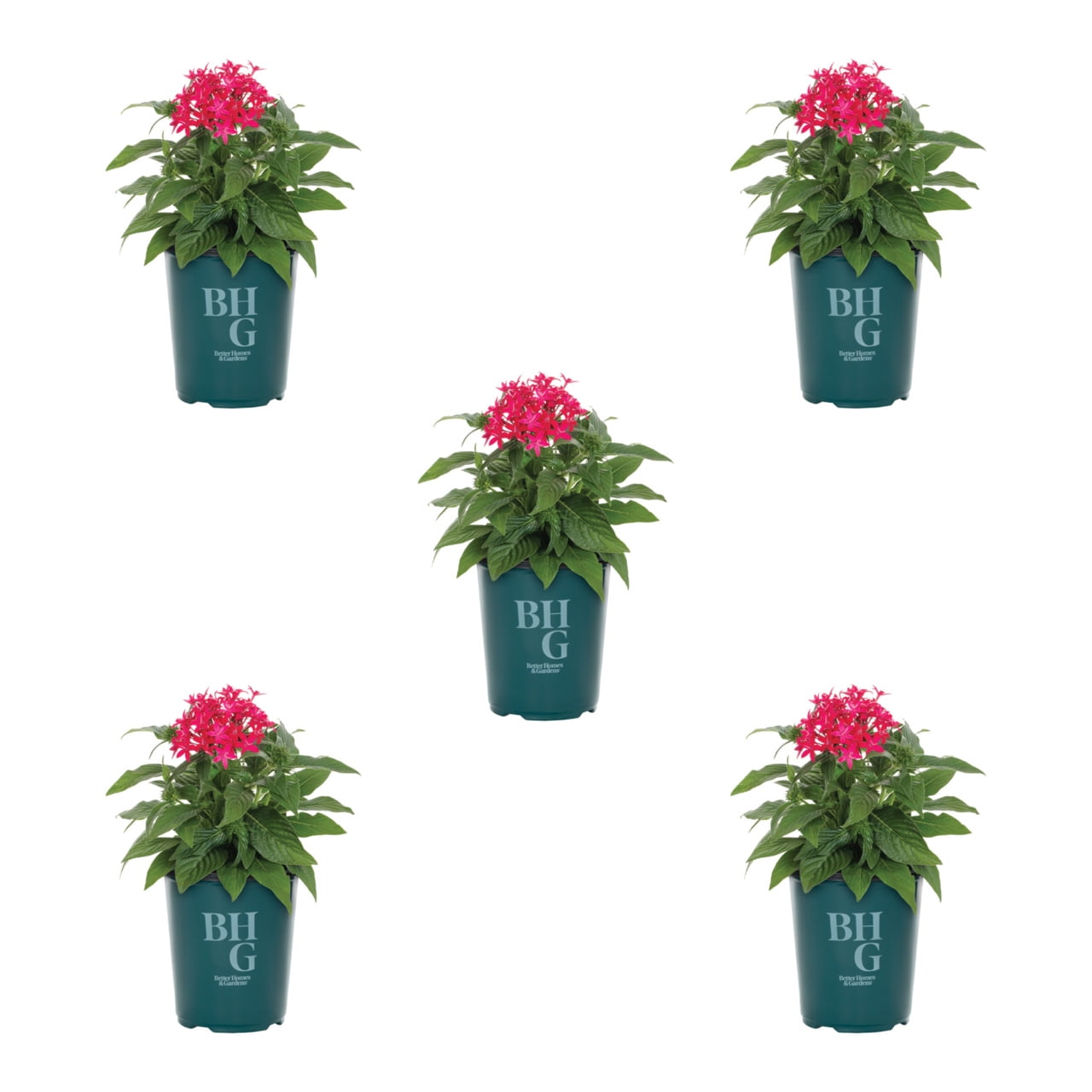 Better Homes & Gardens 1.5PT Red Pentas Live Annual Plant Sun 5-Pack