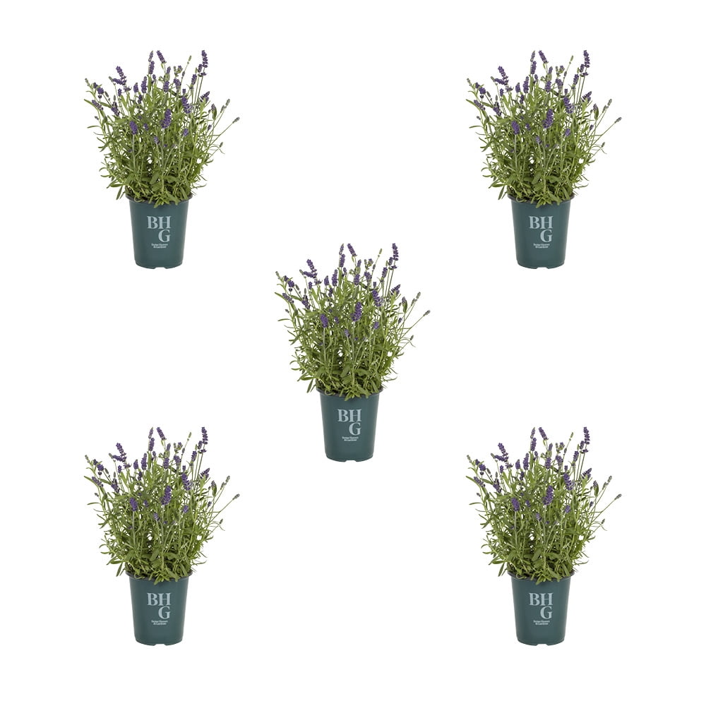 Better Homes & Gardens 1.5PT Lavender Live Perennial Plant Sun 5-Pack